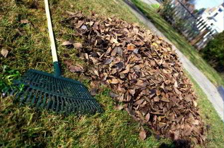rake beside dry leaves on grass